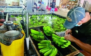 Xuất khẩu chuối thoát cảnh “được mùa, mất giá”