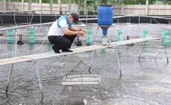 Ngành tôm phấn đấu đạt kim ngạch xuất khẩu trên 4,3 tỷ USD trong 2023