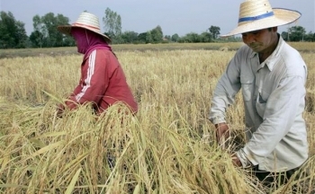 Giá gạo Ấn Độ giảm sau khi đạt mức cao nhất trong hai năm