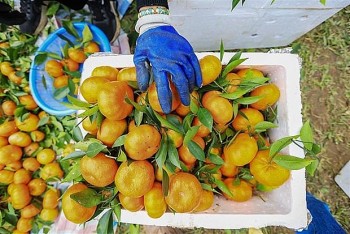 Đặc sản cam Cao Phong của Việt Nam ra mắt tại thị trường Anh