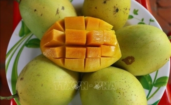 Xoài cát Chu có giá cao, người trồng lãi lớn