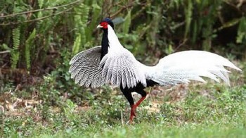 Thanh Hóa: Phát hiện loài gà có tên trong sách đỏ quý hiếm ở rừng đặc dụng Pù Hu