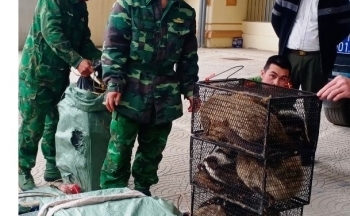 Cao Bằng: Bắt giữ đối tượng vận chuyển trái phép 72 cá thể cầy vòi