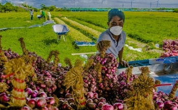 Xuất khẩu hành, tỏi sang Trung Quốc tăng đột biến 19.935%