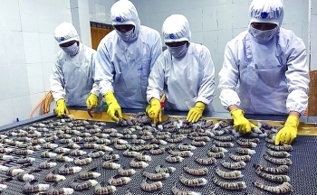 Đề nghị bãi bỏ hạn ngạch đối với tôm Việt Nam nhập khẩu vào Hàn Quốc