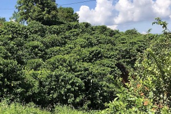 Lâm Đồng: Cùng lấn chiếm đất rừng sản xuất, 12 người bị xử phạt