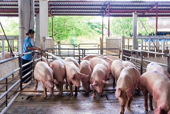 Giá heo hơi hôm nay 10/6: Điều chỉnh trái chiều 1.000 đồng/kg