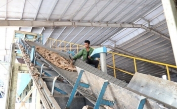 Cơ hội xuất khẩu sắn và tinh bột sắn sang thị trường Trung Quốc