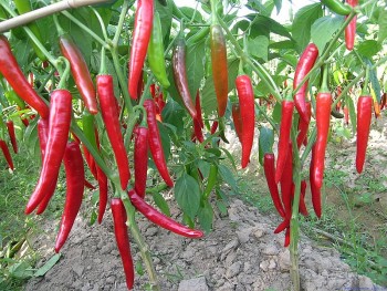 Hàn Quốc chỉ chấp thuận kết quả kiểm nghiệm ớt từ 8 đơn vị