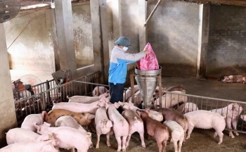 Giá thịt lợn thấp, ngành chăn nuôi làm gì trong cơn 