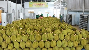 Ồ ạt trồng sầu riêng, hậu quả khó lường