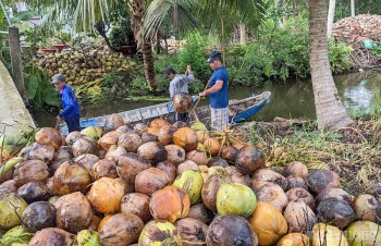Kết nối xuất khẩu sản phẩm chủ lực của Bến Tre sang Trung Quốc theo đường chính ngạch
