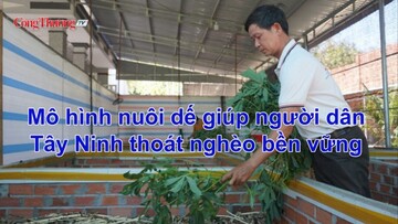 Mô hình nuôi dế giúp người dân Tây Ninh thoát nghèo bền vững