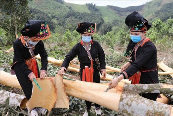 Lào Cai: Phát triển bền vững vùng nguyên liệu quế hữu cơ