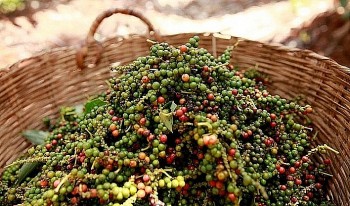 Giá tiêu hôm nay 26/6: Cao nhất 72.000 đồng/kg