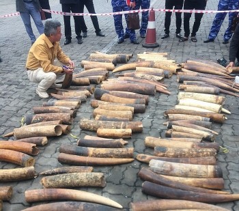 Hải Phòng: Bắt giữ hơn 8 tấn ngà voi nhập lậu trong quý I/2023