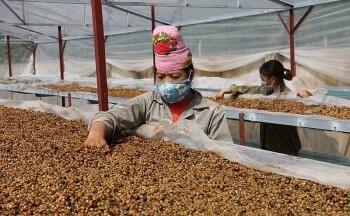Tuyên Quang: Hiệu quả từ mô hình sản xuất chè hữu cơ vùng đồng bào dân tộc