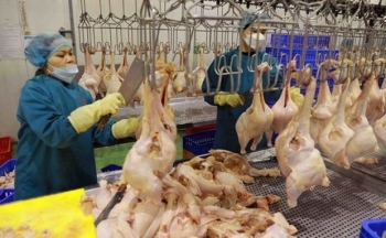 Xuất khẩu thịt gia cầm đã có dấu hiệu hồi phục trở lại