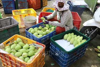 Việt Nam là thị trường xuất khẩu xoài lớn thứ 3 tại Hàn Quốc