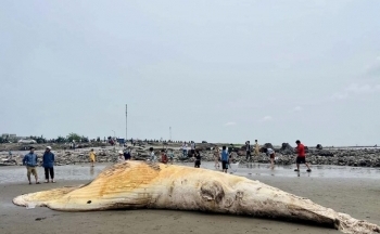 Xác cá voi hơn 5 tấn dạt vào bờ biển Nam Định