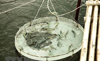 Phát triển bền vững nghề nuôi tôm tại Đồng bằng sông Cửu Long