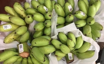 Quản lý cấp mã số vùng trồng