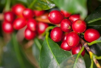 Giá cà phê hôm nay, 5/5: Giá cà phê trong nước cao nhất 52.600 đồng/kg