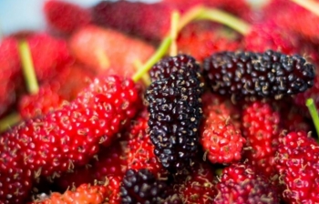 Quả dâu tằm ngâm đường: Những ai không nên sử dụng?