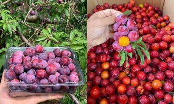 “Mận cherry Sơn La” xuống phố, giá rẻ siêu đắt khách