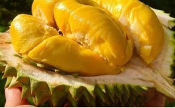 Sầu riêng Việt bán tại siêu thị Vương quốc Anh, 400 nghìn đồng/kg