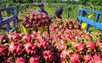 Lợi ích đường dài khi xuất khẩu chính ngạch sang Trung Quốc