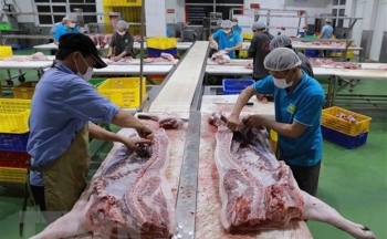 Nhiều doanh nghiệp chăn nuôi lỗ kỷ lục do chi phí đầu vào tăng