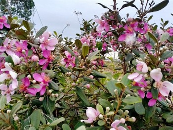 Tỉnh Quảng Ninh: Sắp diễn ra Lễ hội hoa sim biên giới năm 2023 tại Móng Cái