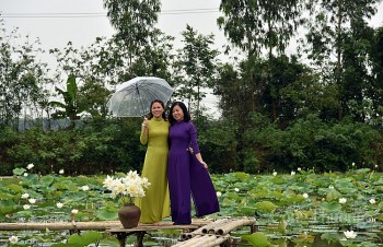 Thưởng lãm hoa sen trắng đầu mùa với dịch vụ “mềm”