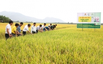 NPK Cà Mau tiếp tục chinh phục nhà nông trồng lúa Tây Nam bộ