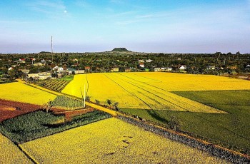 Đắk Nông: Nâng tầm giá trị vùng lúa đặc sản Buôn Chóah