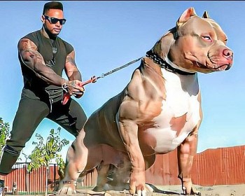 Vì sao các vụ việc chó Pitbull tấn công người vẫn liên tiếp xảy ra?