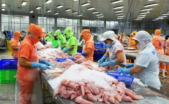 Hàng tồn kho tăng, xuất khẩu cá tra sang Mỹ giảm sâu