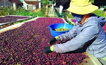 Nguyên nhân khiến xuất khẩu nông, lâm, thủy sản giảm sâu?