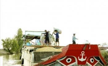 Giá gạo xuất khẩu sẽ tăng mạnh khi thế giới thiếu hụt 8,7 triệu tấn