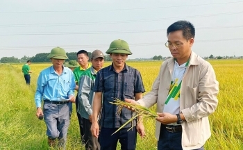 Sử dụng phân bón NPK Phú Mỹ cho cánh đồng mẫu lớn đạt năng suất cao