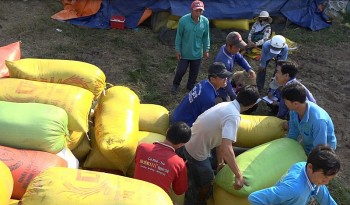 Giá lúa gạo hôm nay 24/6: Giá gạo xuất khẩu tăng 5 USD/tấn, thương lái thu mua nhiều