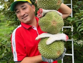 Không phải Musang King, đây mới là loại sầu riêng đắt nhất ở miền Tây