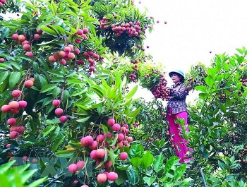 Nhãn, vải “xuất ngoại” chinh phục thị trường khó tính