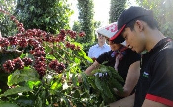 Xuất khẩu cà phê lập kỷ lục mới