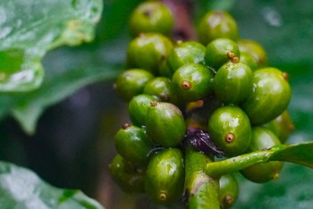 Giá cà phê hôm nay, ngày 7/6: Giá cà phê trong nước tăng 500 đồng/kg