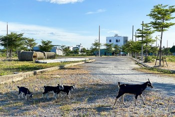 Quảng Nam: Làm việc trực tiếp với từng doanh nghiệp, dự án để tháo gỡ khó khăn