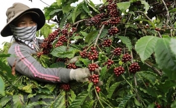 Xuất khẩu cà phê của Việt Nam có thể đạt mức kỷ lục mới