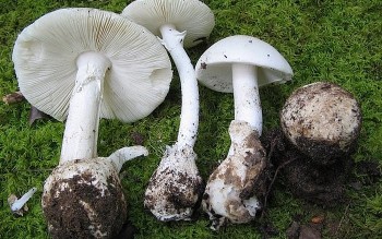 Tây Ninh: 6 người bị ngộ độc thực phẩm do ăn nấm rừng