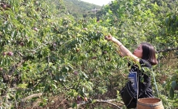 Mận hậu Sơn La được trở thành suất ăn của Vietnam Airlines